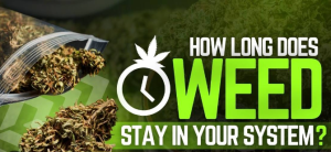 How Long Weed in Your System